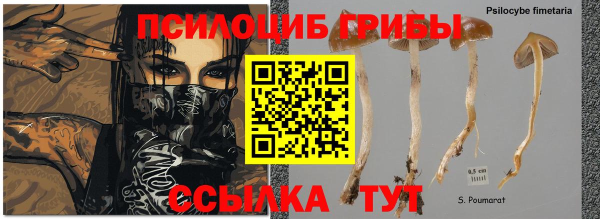 Галлюциногенные грибы Cubensis  Галлюциногенные грибы Psilocybe  Вход с VPN  Чапаевск 